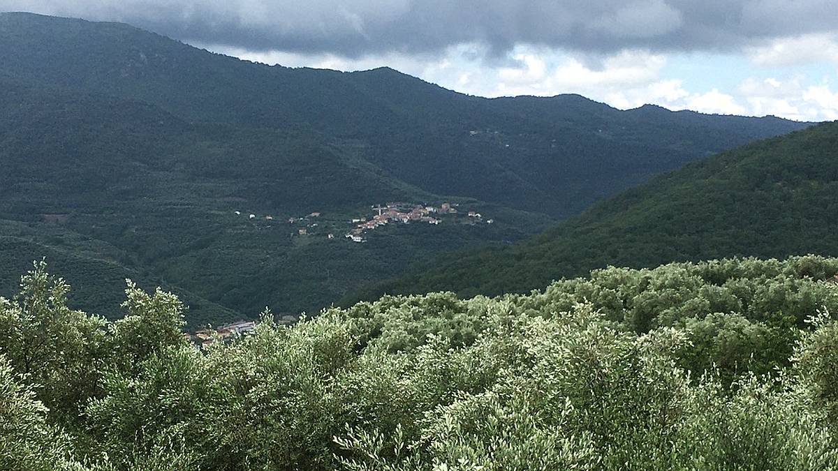 Imperia und die Oliven