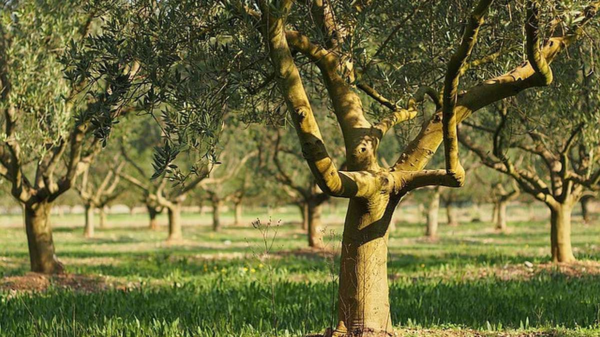 Patenschaften für Olivenbäume